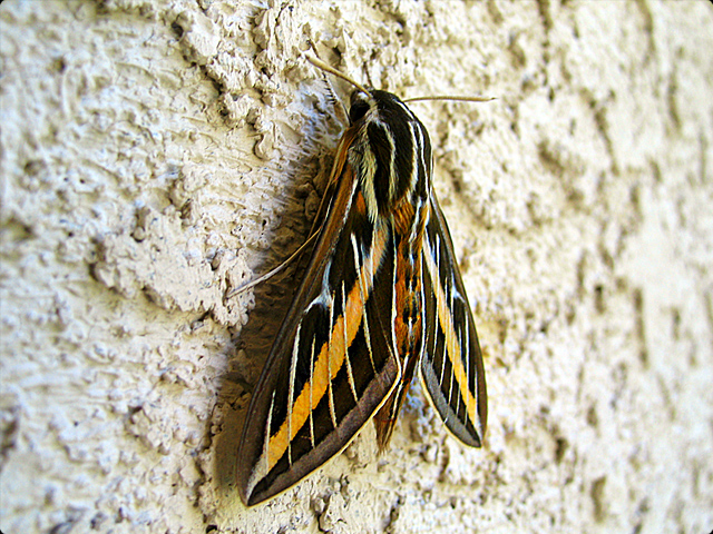 Mothra Mothra