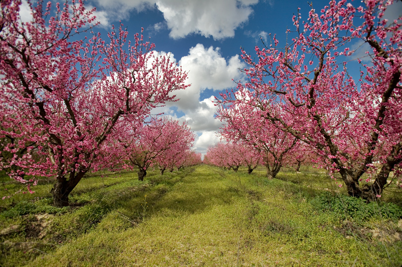 Blossom Trail Terra Spirit