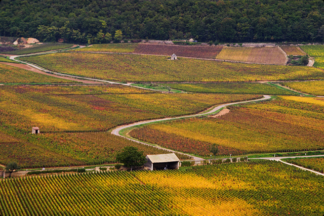 French Fields