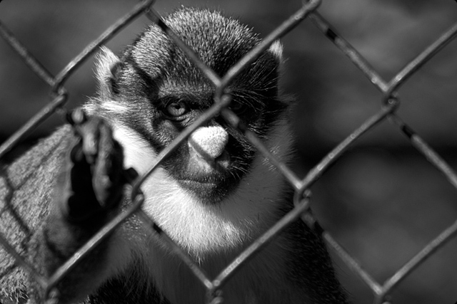 Caged Caged