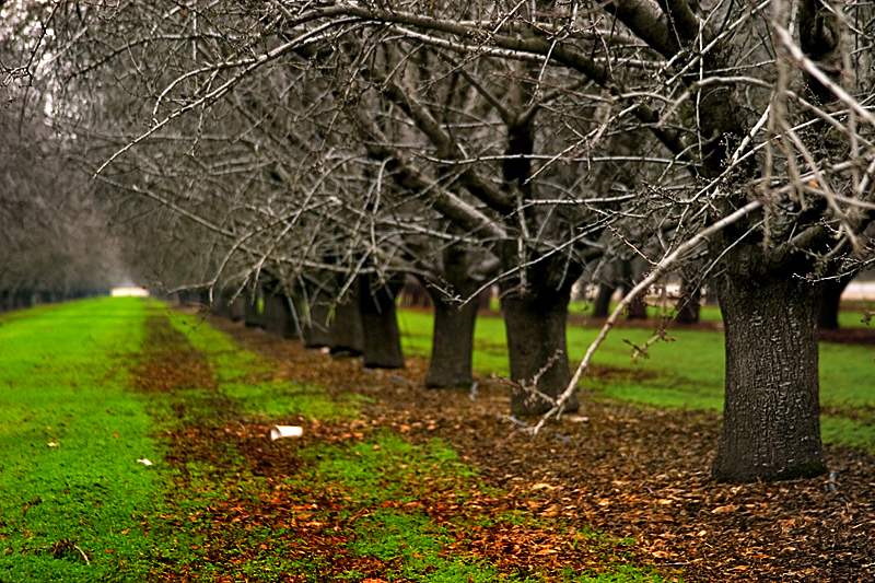 Witches Woods