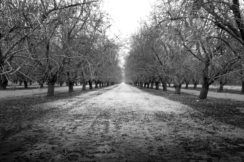 Witches Woods 2