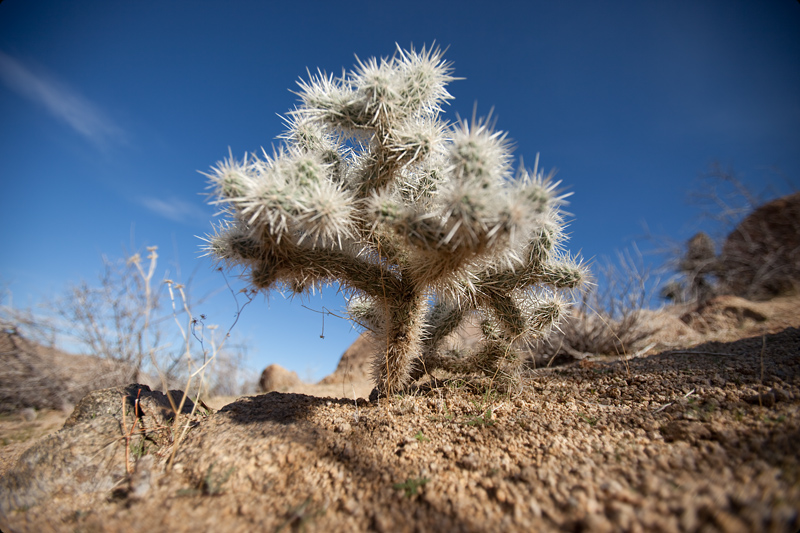 Joshua Tree