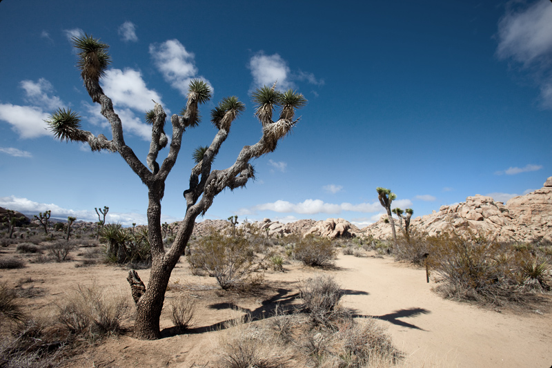 Joshua Tree