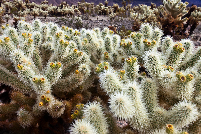 Joshua Tree