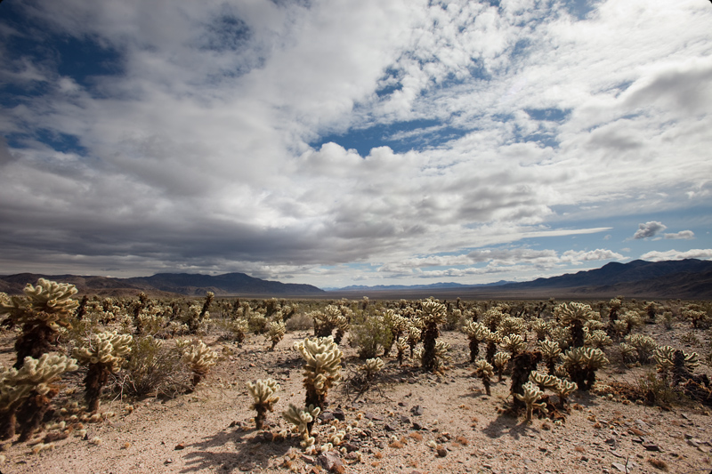 Joshua Tree