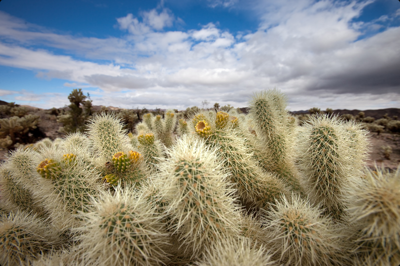 Joshua Tree