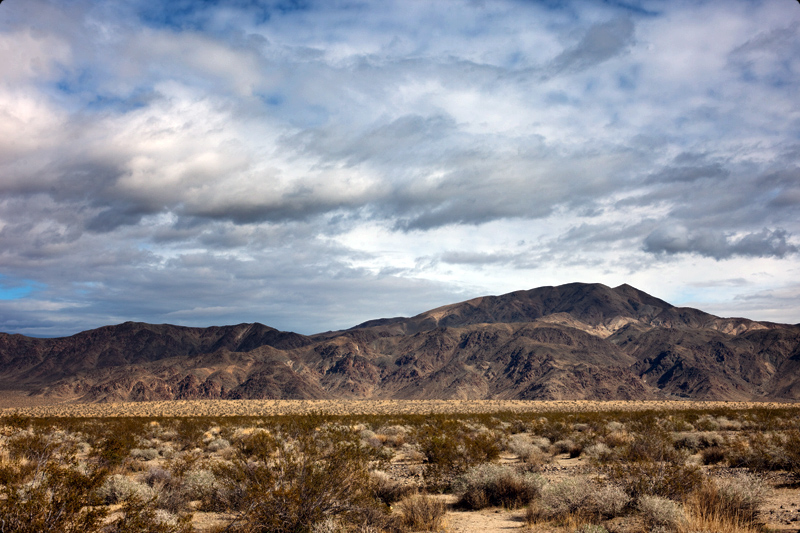 Joshua Tree