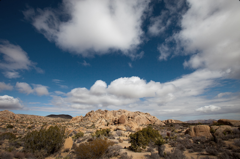 Joshua Tree