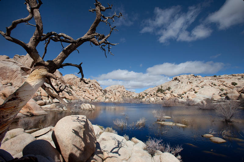 Joshua Tree