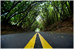 Canopy