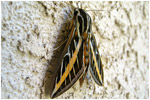 Mothra
