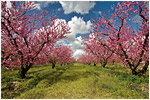 Blossom Trail