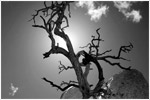 Joshua Tree