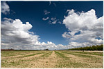 The Farm