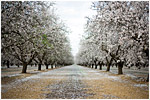 Blossom Trail 2