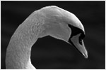 Basel Swan