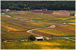 French Fields