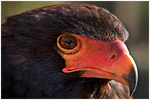 Bateleur Eagle