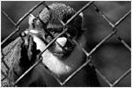 Caged