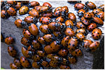 Ladybugs