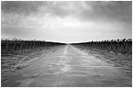 Lonely Road
