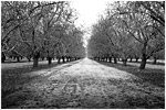 Witches Woods 2