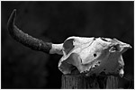 Little Horn