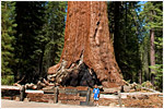 The Grizzly Giant