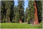 Mariposa Grove
