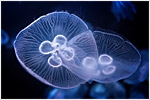 Moon Jellyfish