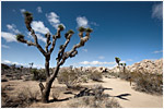Joshua Tree